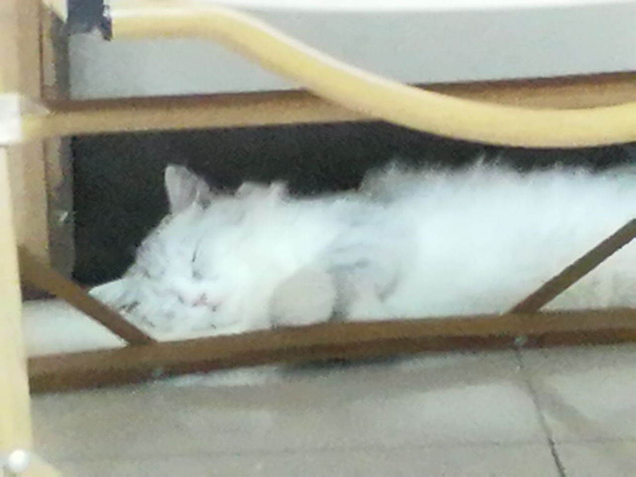 猫图片|宠物猫|猫咪|