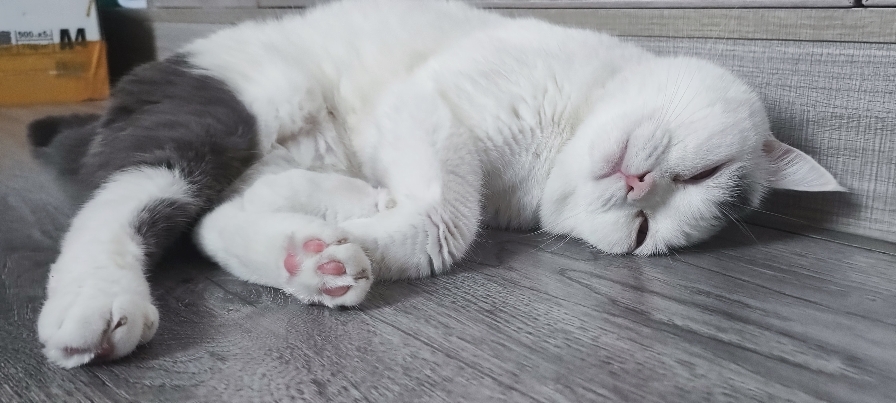 猫图片|宠物猫|猫咪|