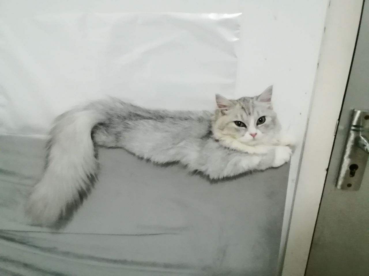 猫图片|宠物猫|猫咪|