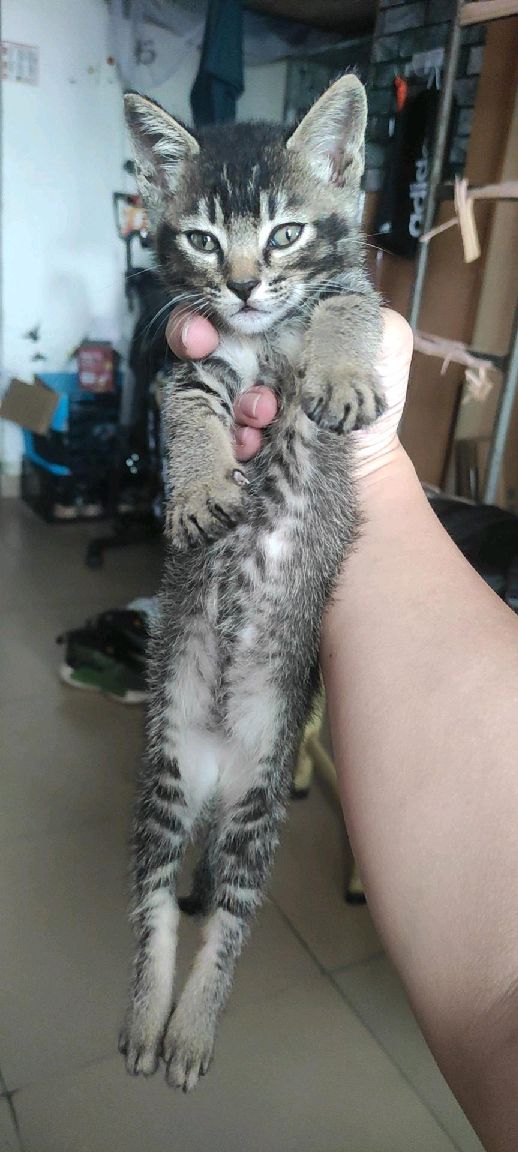 猫图片|宠物猫|猫咪|