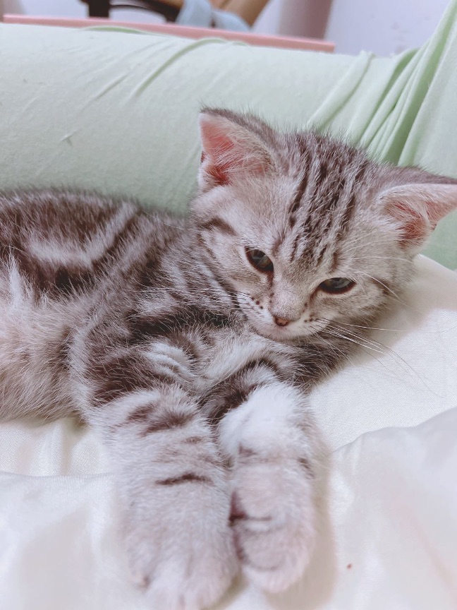 猫图片|宠物猫|猫咪|