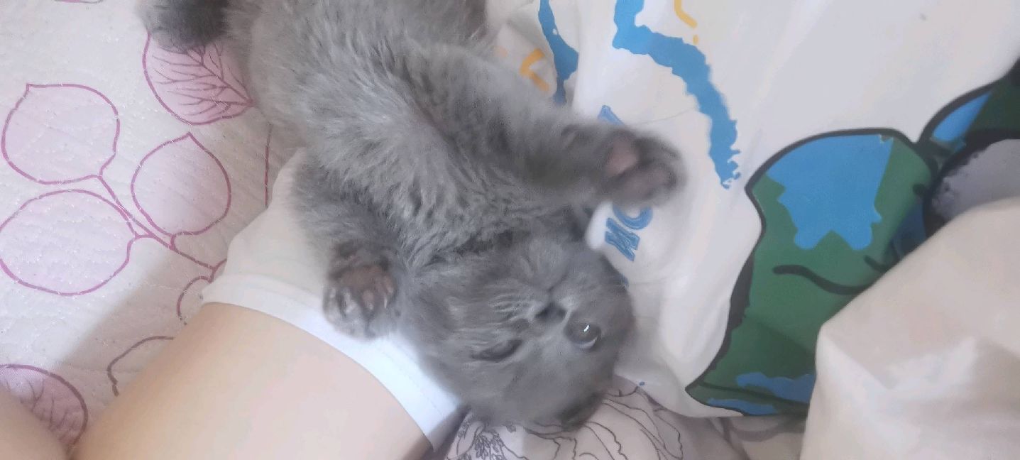 猫图片|宠物猫|猫咪|