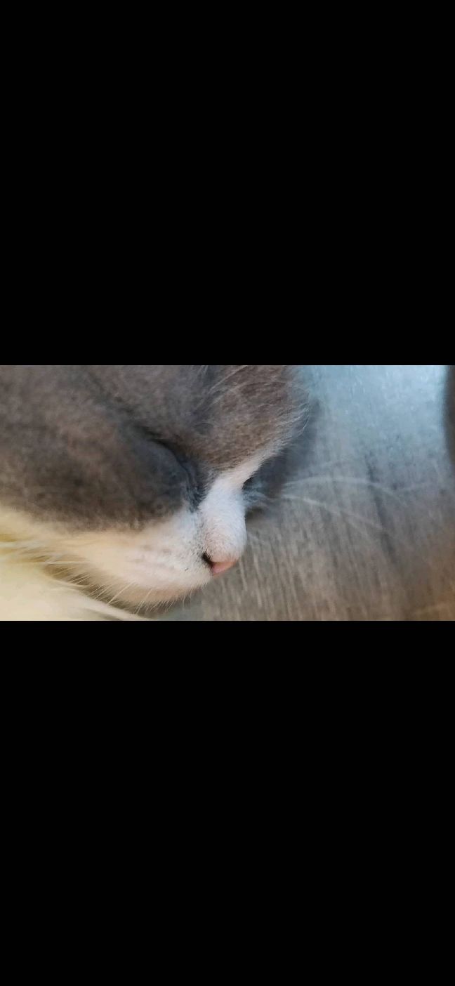 猫图片|宠物猫|猫咪|