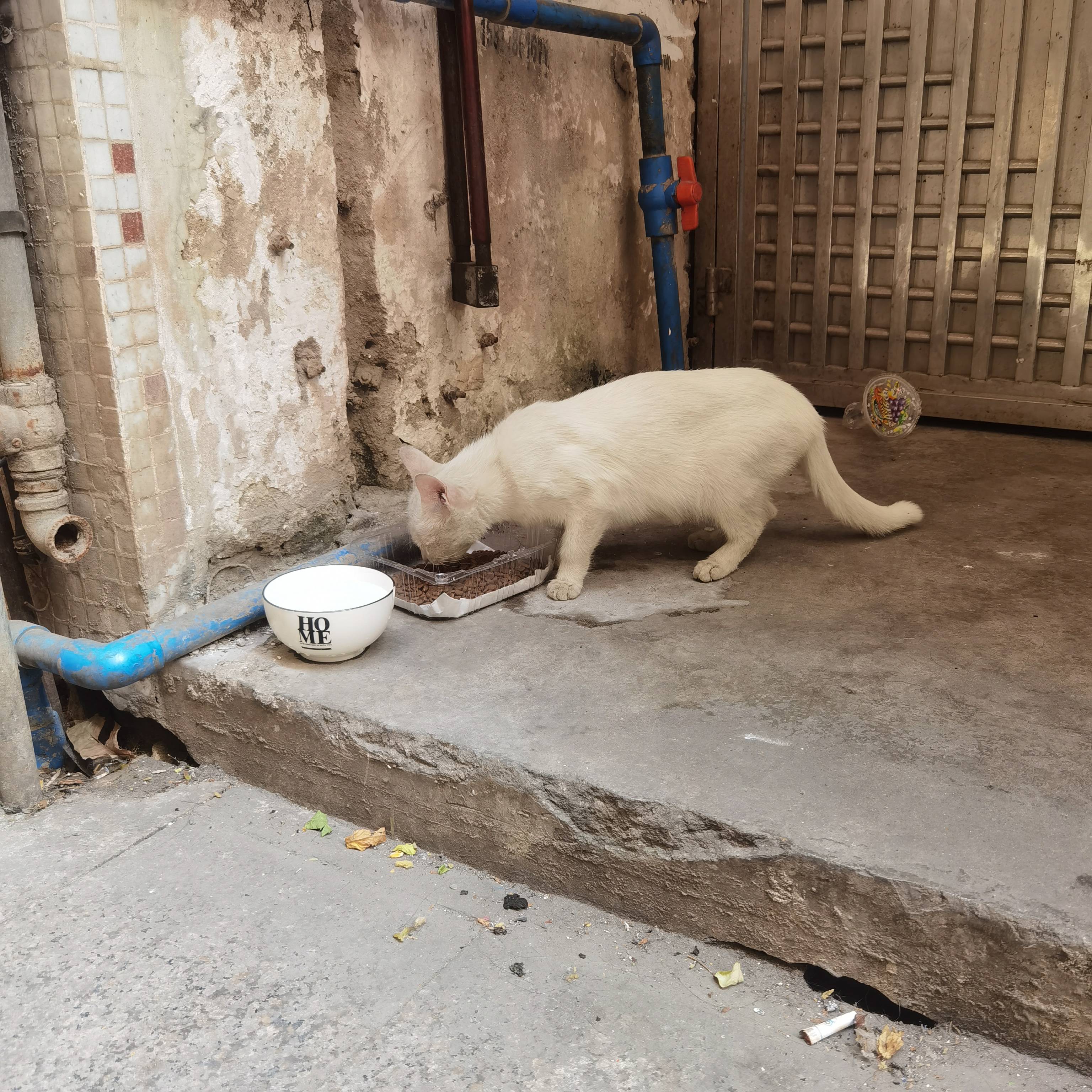 猫图片|宠物猫|猫咪|