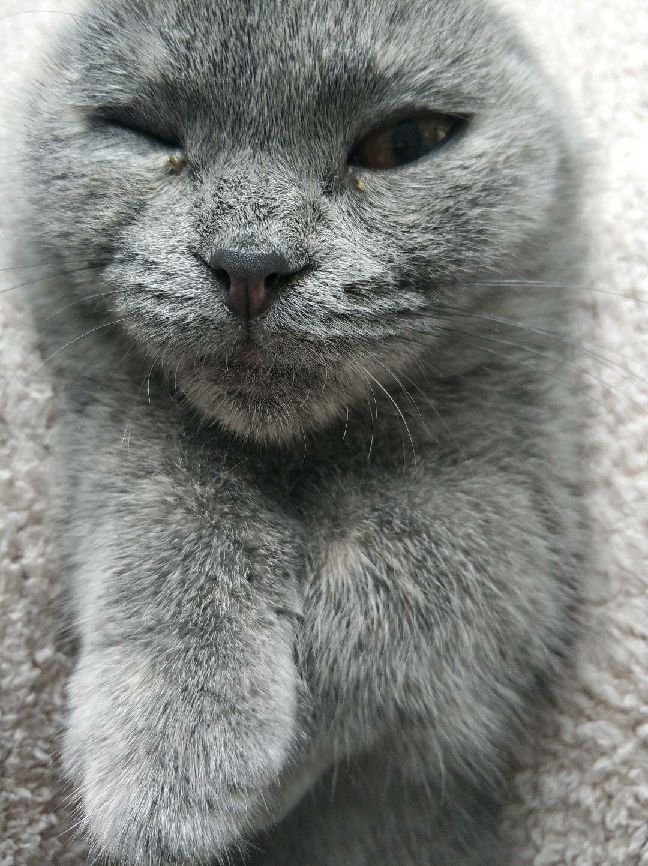 猫图片|宠物猫|猫咪|