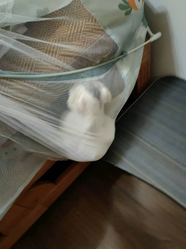 猫图片|宠物猫|猫咪|