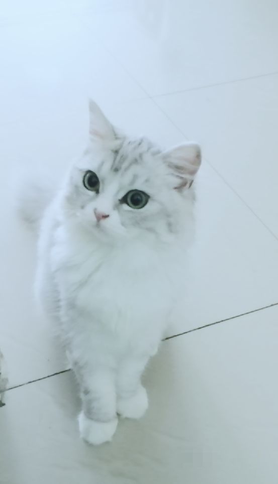 猫图片|宠物猫|猫咪|