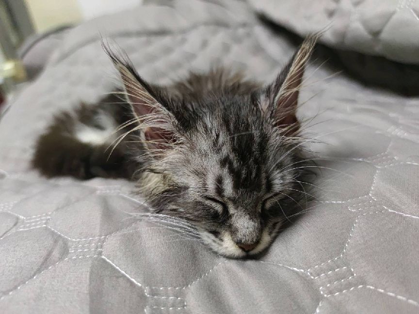 猫图片|宠物猫|猫咪|