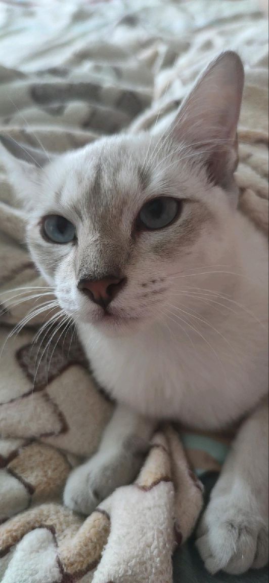 猫图片|宠物猫|猫咪|