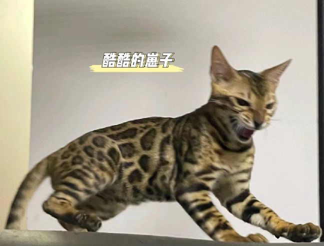猫图片|宠物猫|猫咪|