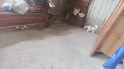 猫图片|宠物猫|猫咪|