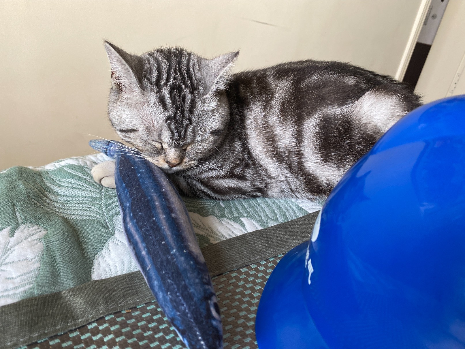 猫图片|宠物猫|猫咪|