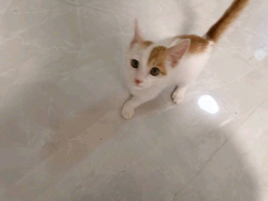 猫图片|宠物猫|猫咪|