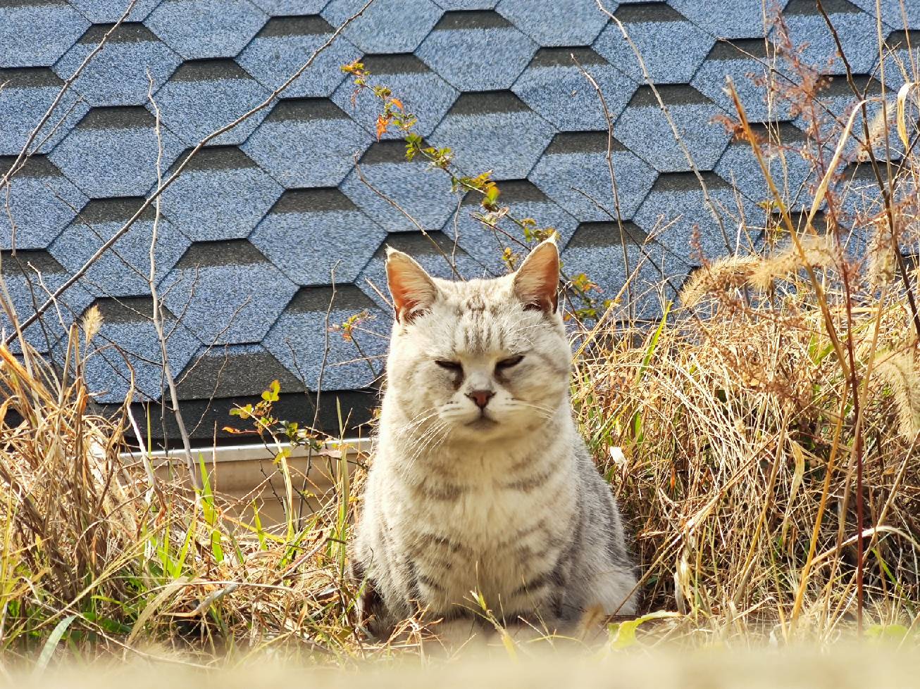 猫图片|宠物猫|猫咪|