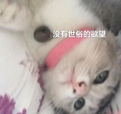 猫图片|宠物猫|猫咪|