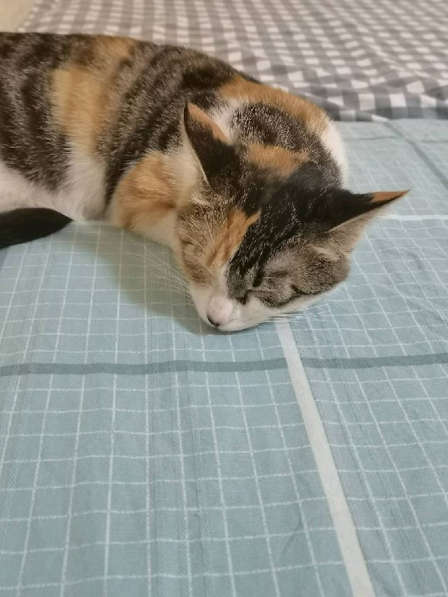 猫图片|宠物猫|猫咪|