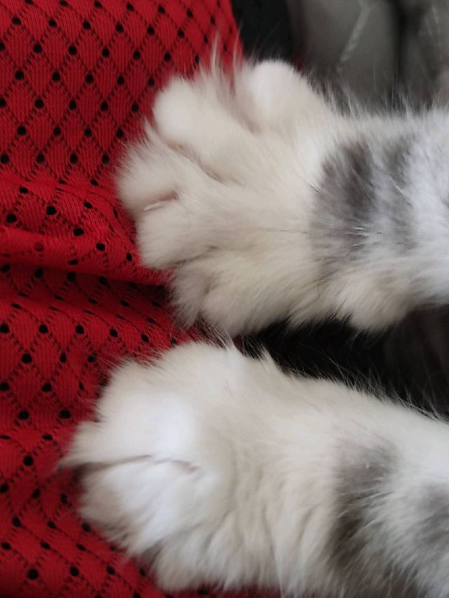 猫图片|宠物猫|猫咪|