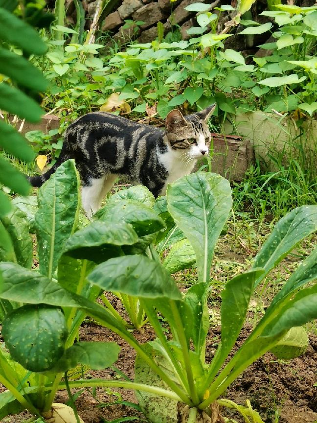 猫图片|宠物猫|猫咪|