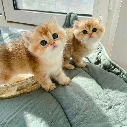 猫图片|宠物猫|猫咪|