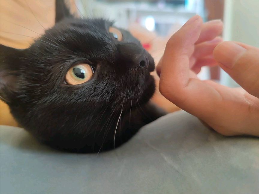 猫图片|宠物猫|猫咪|