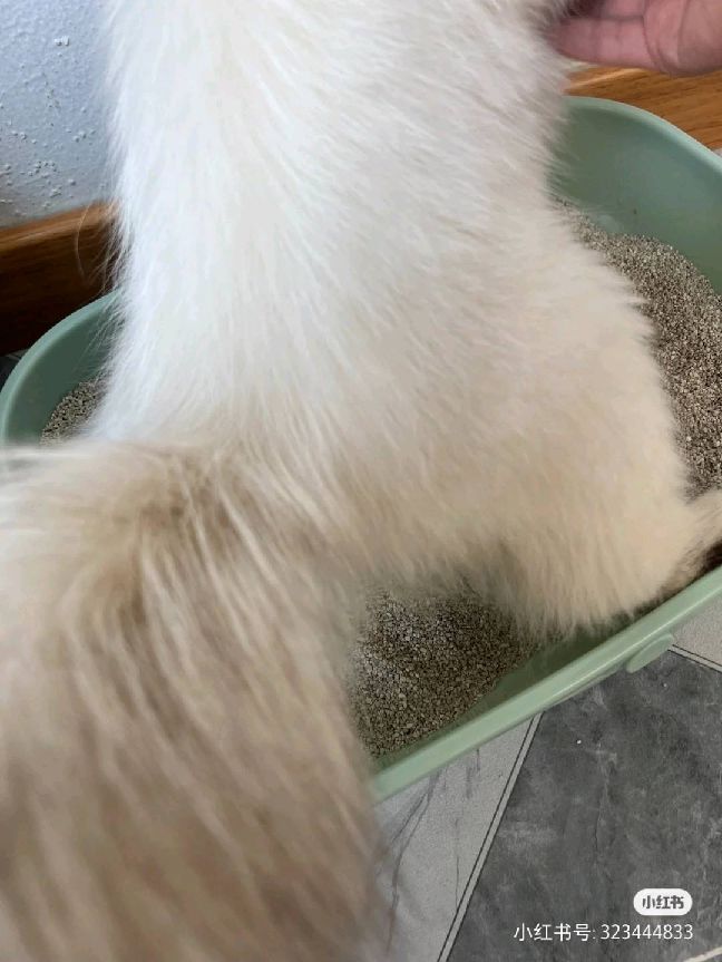 猫图片|宠物猫|猫咪|