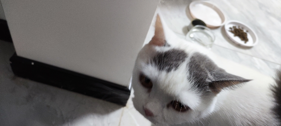 猫图片|宠物猫|猫咪|