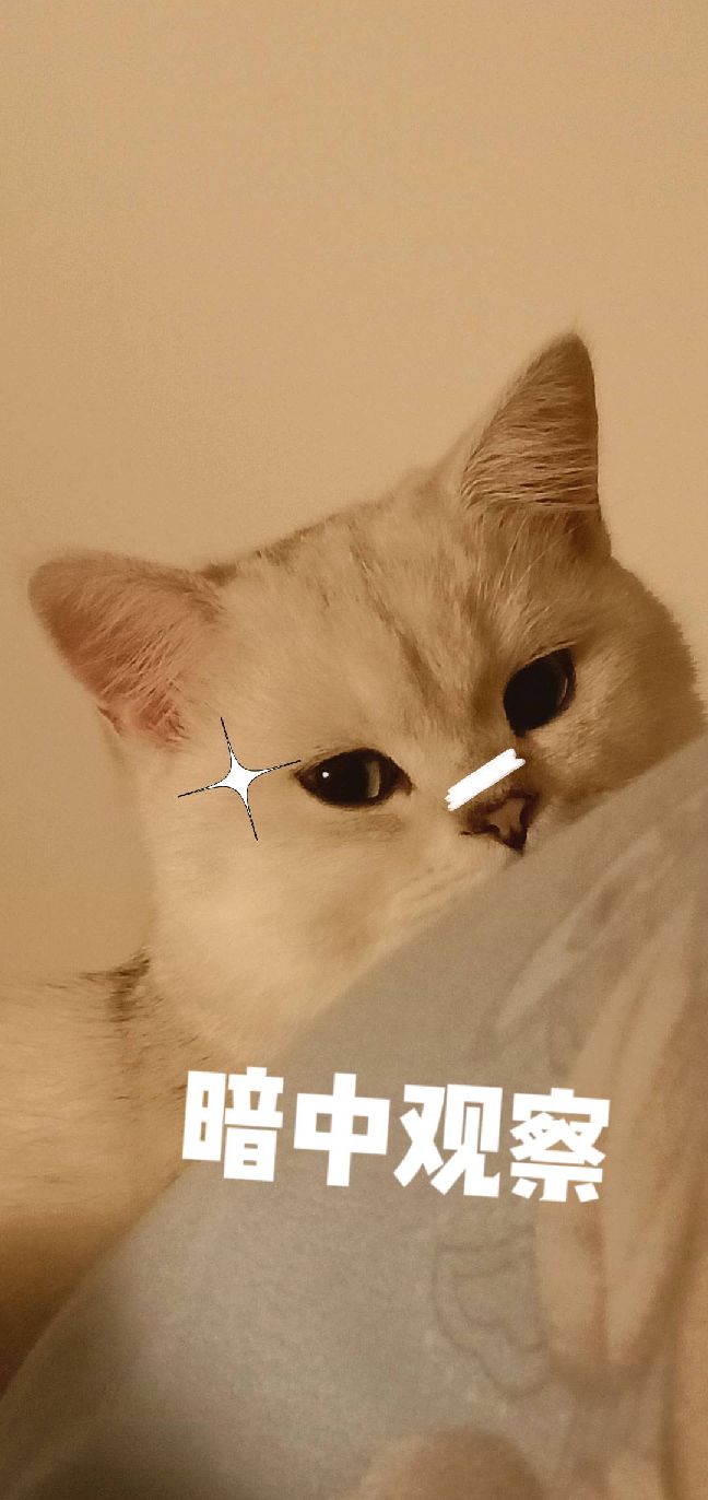 猫图片|宠物猫|猫咪|