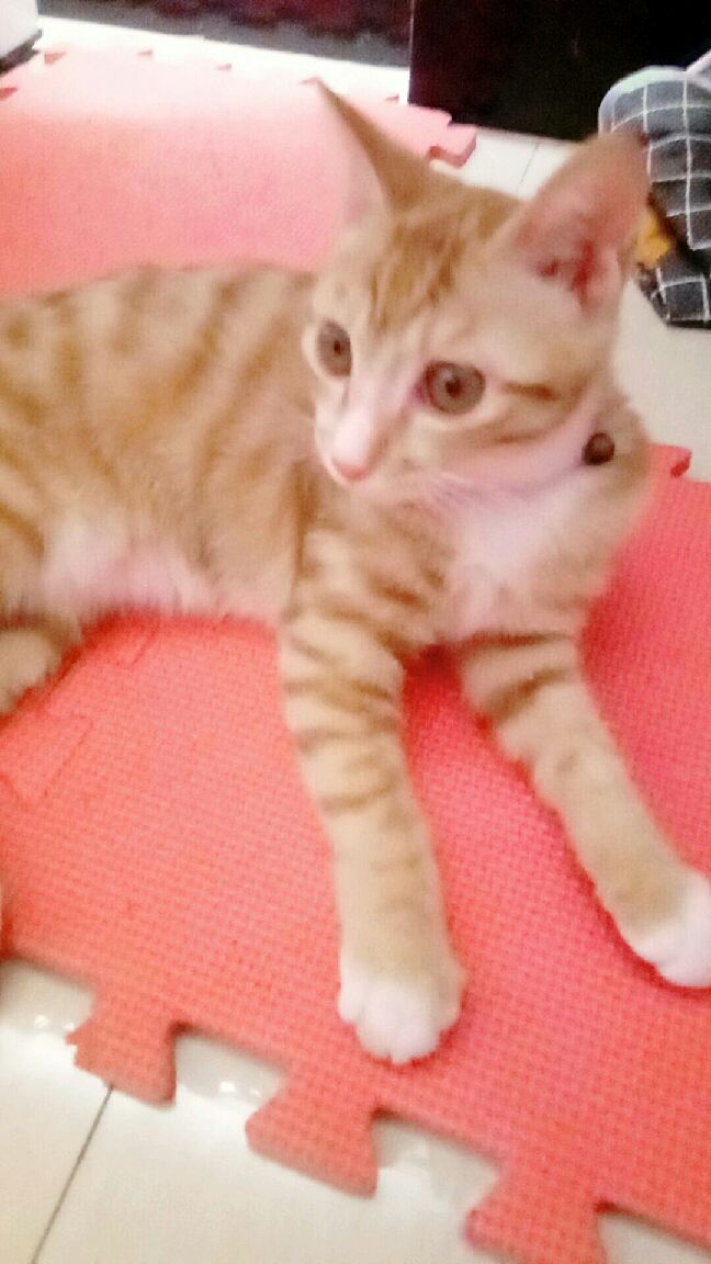 猫图片|宠物猫|猫咪|