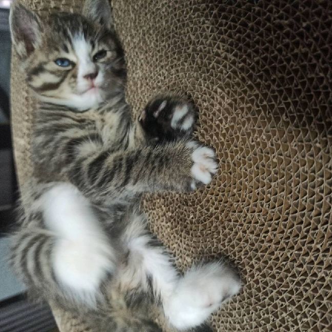 猫图片|宠物猫|猫咪|