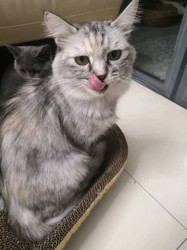 猫图片|宠物猫|猫咪|