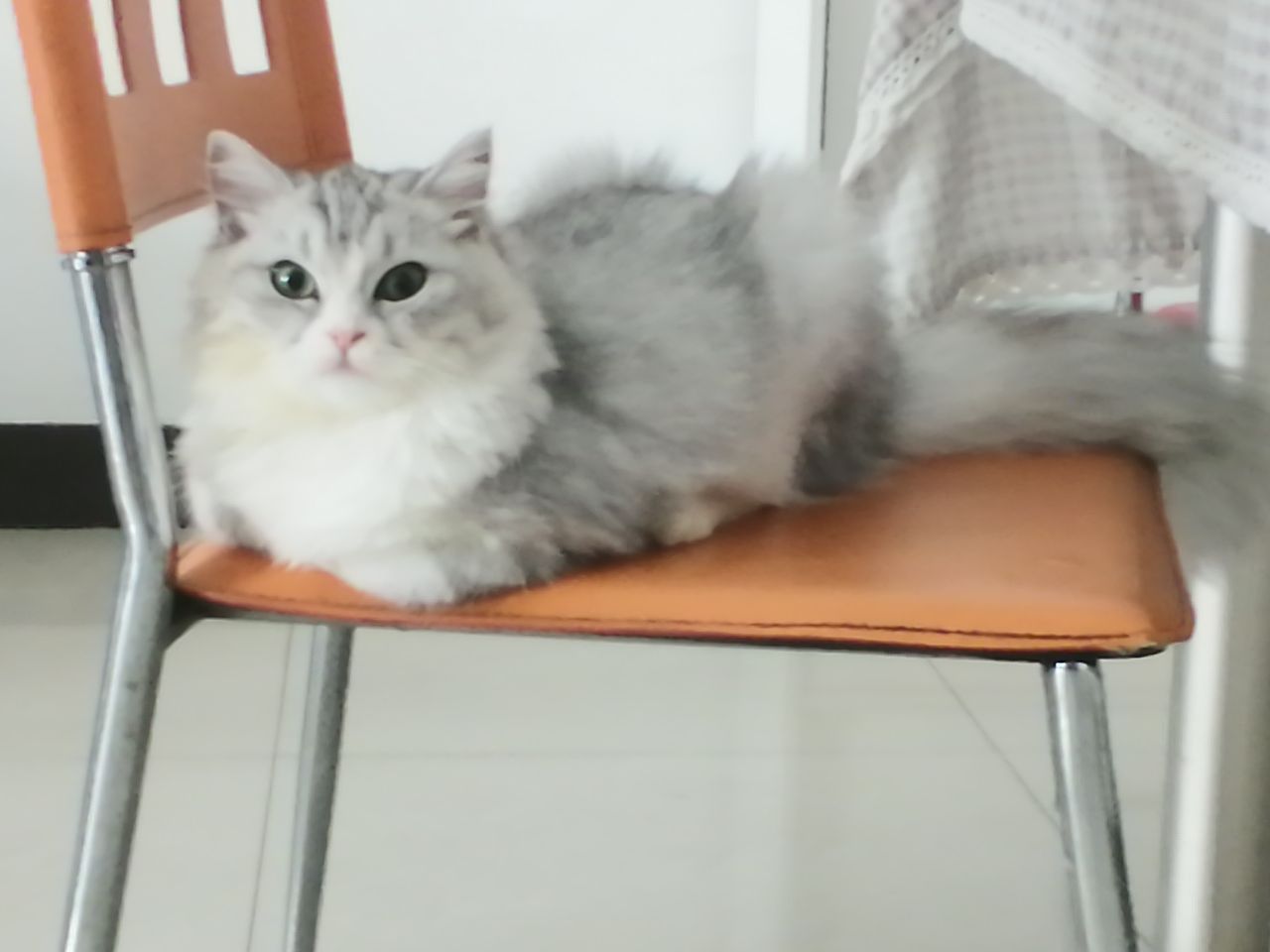 猫图片|宠物猫|猫咪|