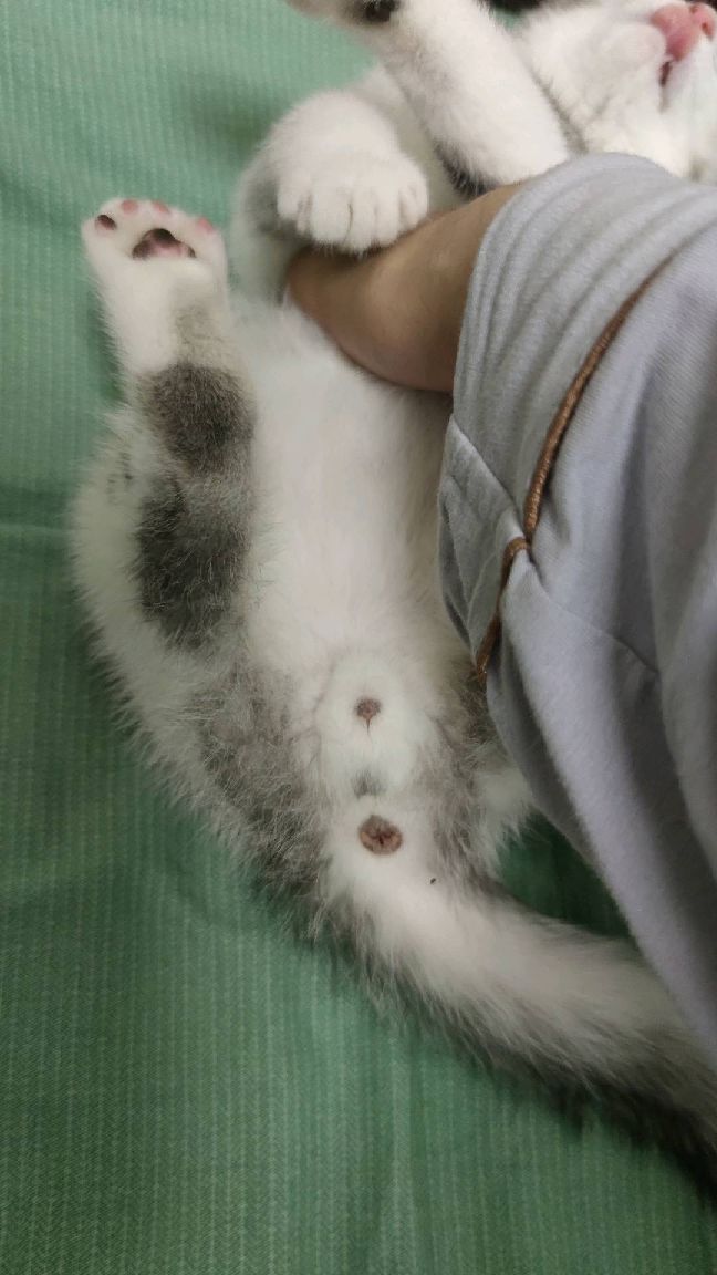 猫图片|宠物猫|猫咪|