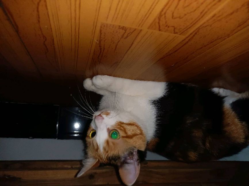 猫图片|宠物猫|猫咪|