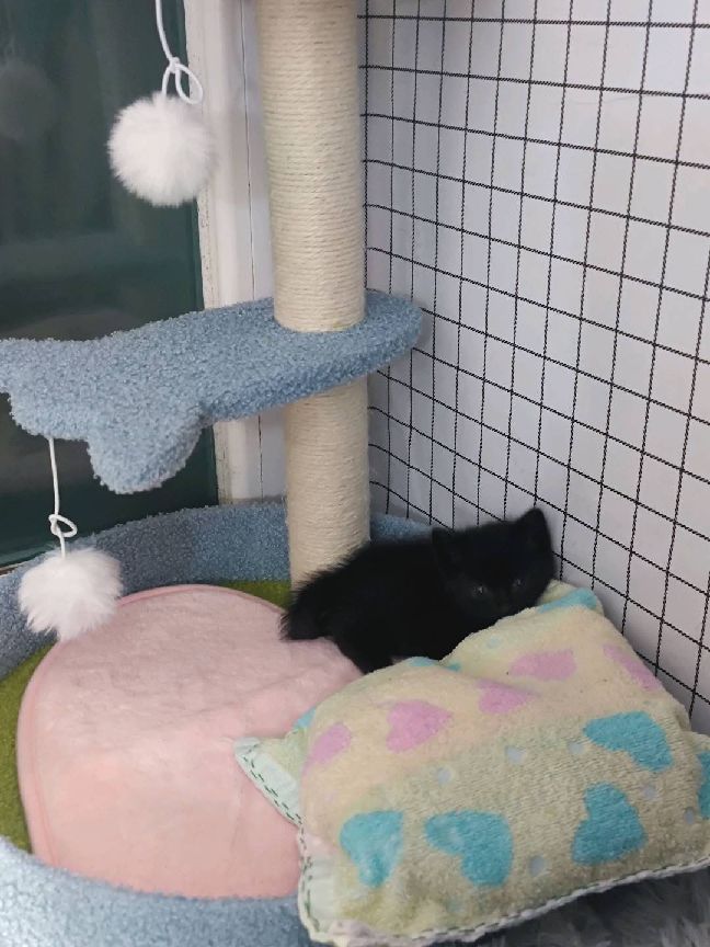 猫图片|宠物猫|猫咪|