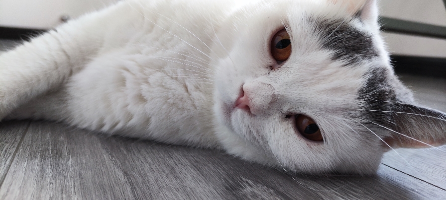 猫图片|宠物猫|猫咪|