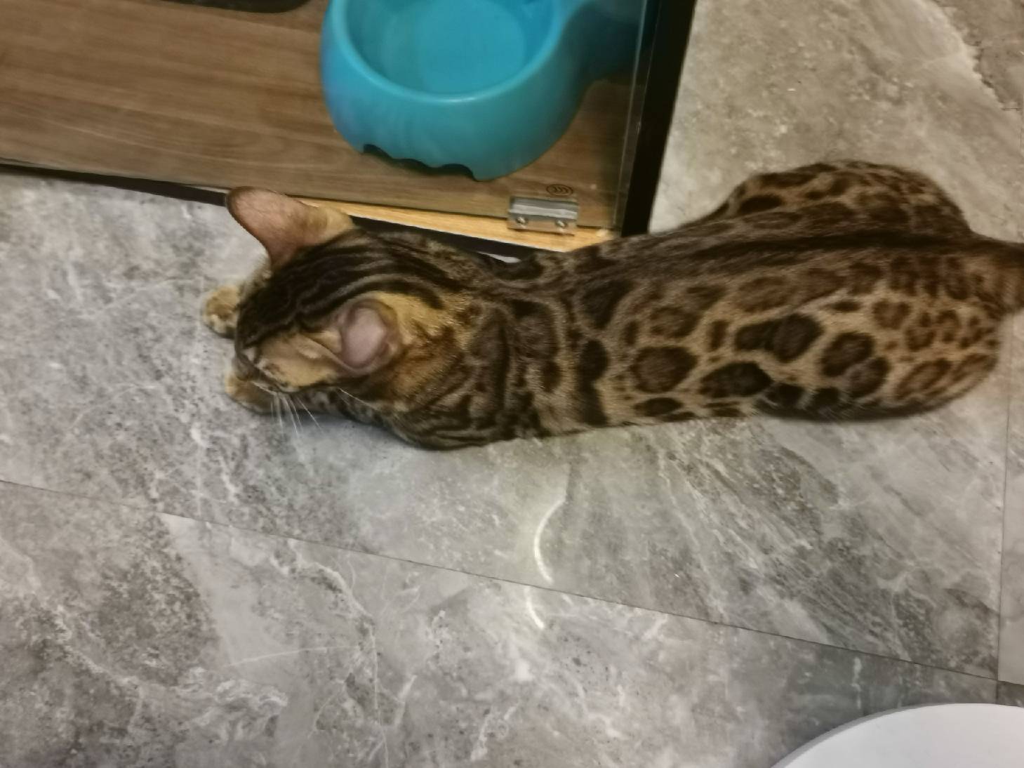 猫图片|宠物猫|猫咪|