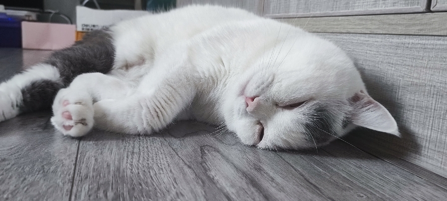 猫图片|宠物猫|猫咪|