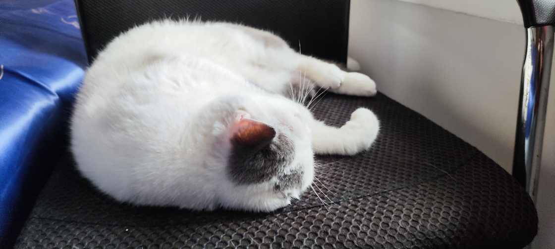 猫图片|宠物猫|猫咪|