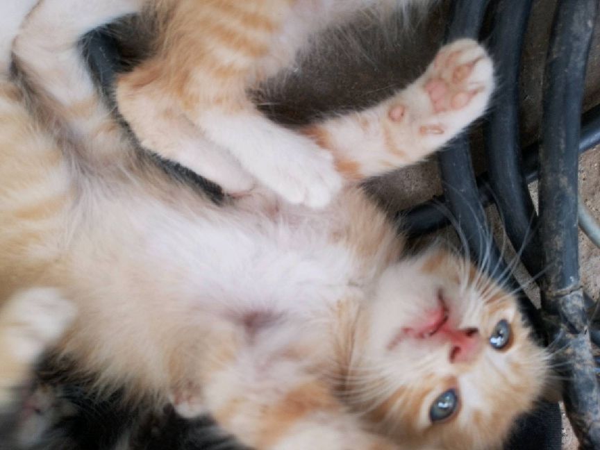 猫图片|宠物猫|猫咪|