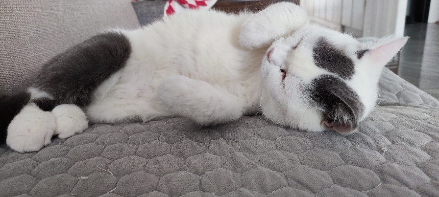 猫图片|宠物猫|猫咪|