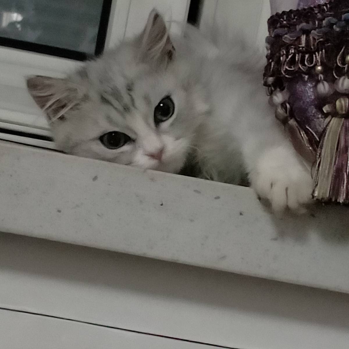 猫图片|宠物猫|猫咪|