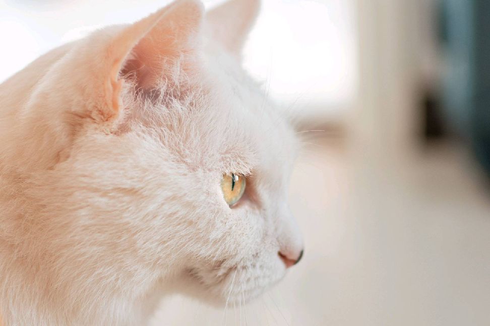 猫图片|宠物猫|猫咪|