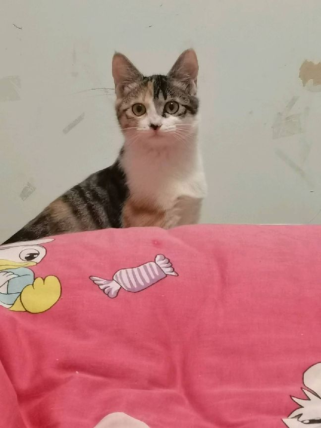 猫图片|宠物猫|猫咪|