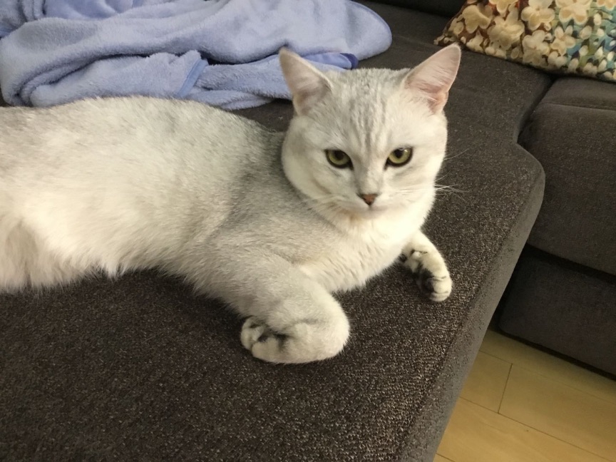 猫图片|宠物猫|猫咪|