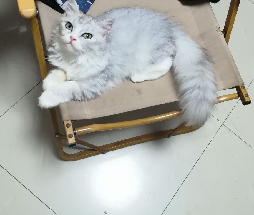 猫图片|宠物猫|猫咪|