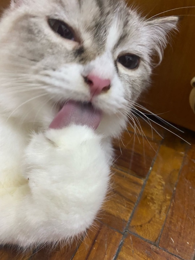 猫图片|宠物猫|猫咪|