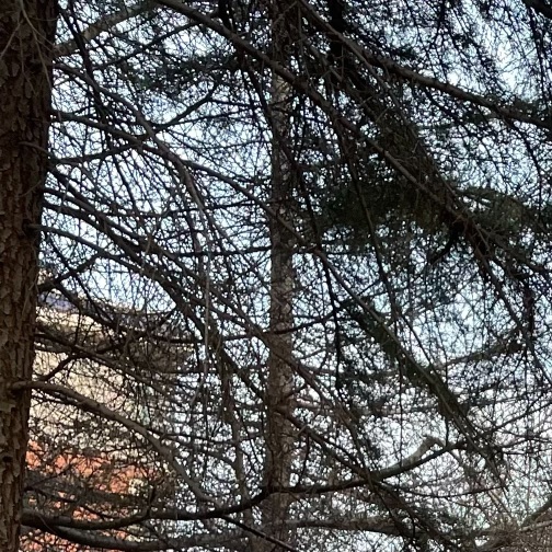 猫图片|宠物猫|猫咪|