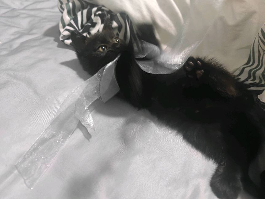 猫图片|宠物猫|猫咪|