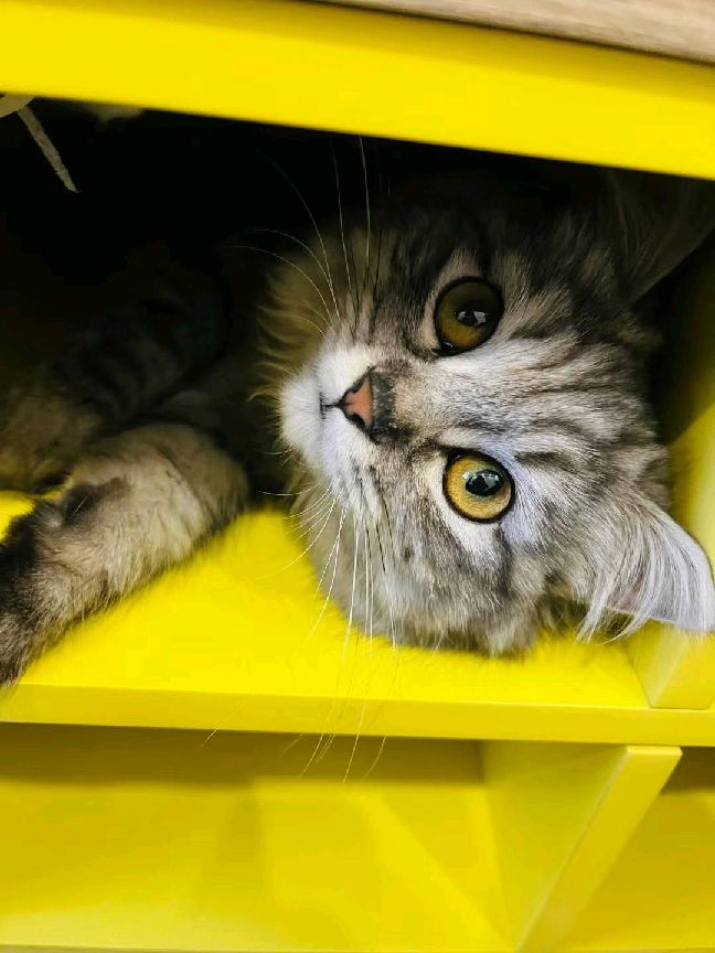 猫图片|宠物猫|猫咪|