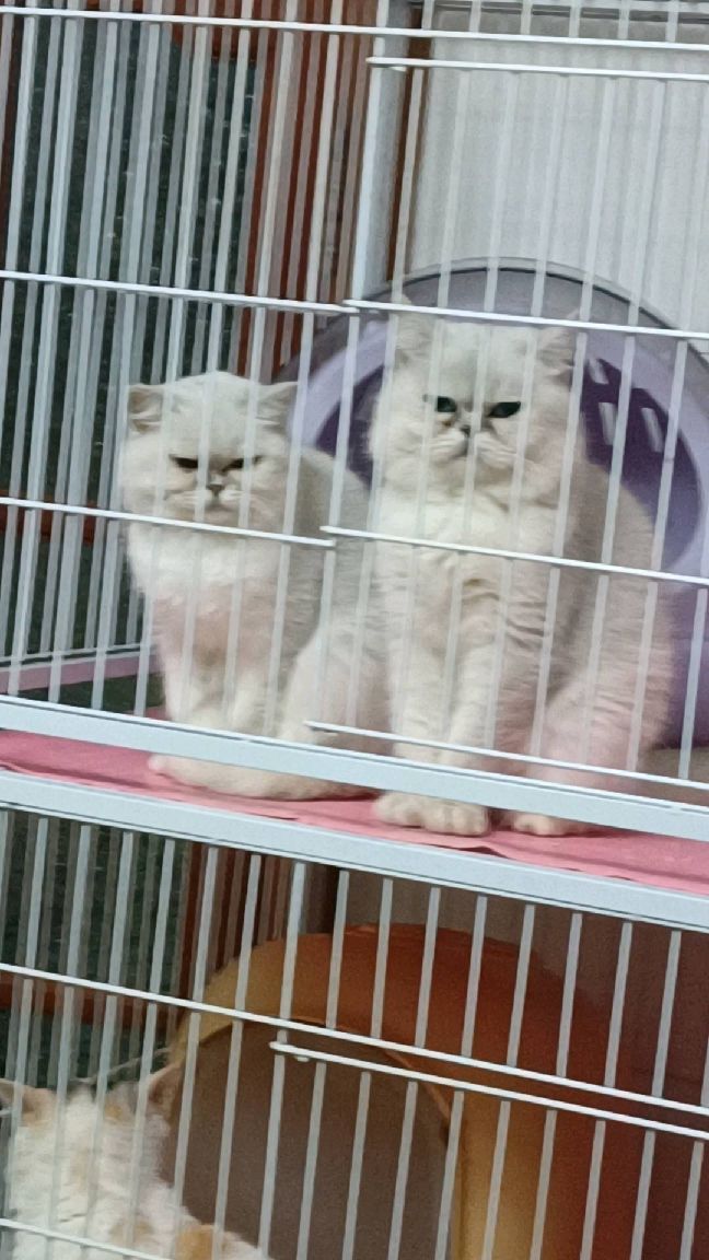 猫图片|宠物猫|猫咪|